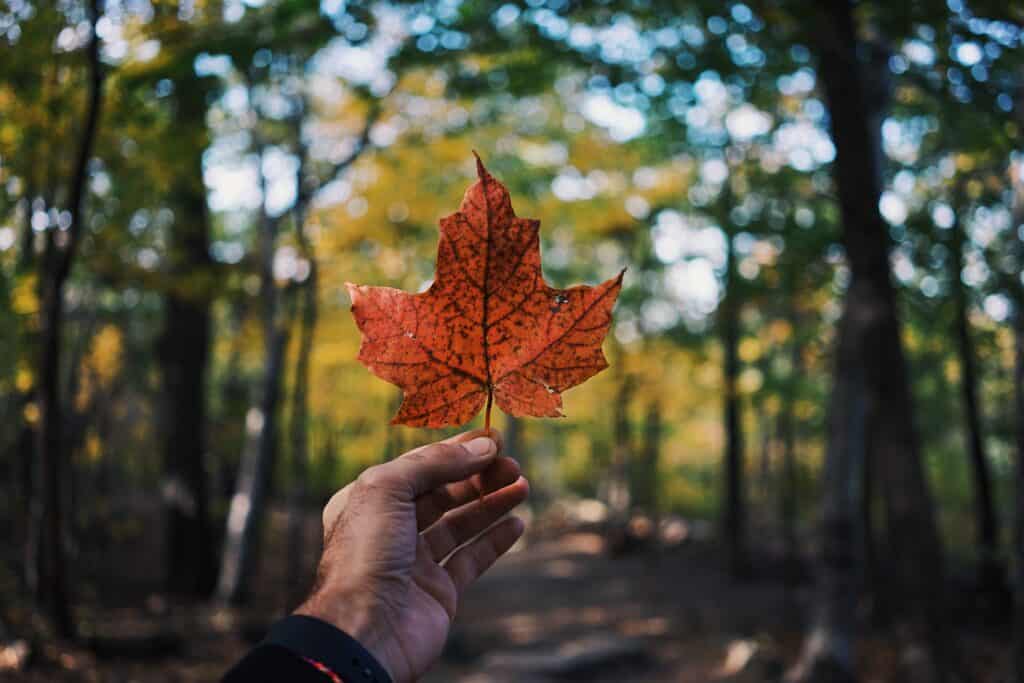 Les saisons au Canada : que prévoir pour immigrer ?