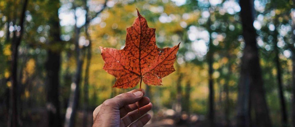 Les saisons au Canada : que prévoir pour immigrer ?